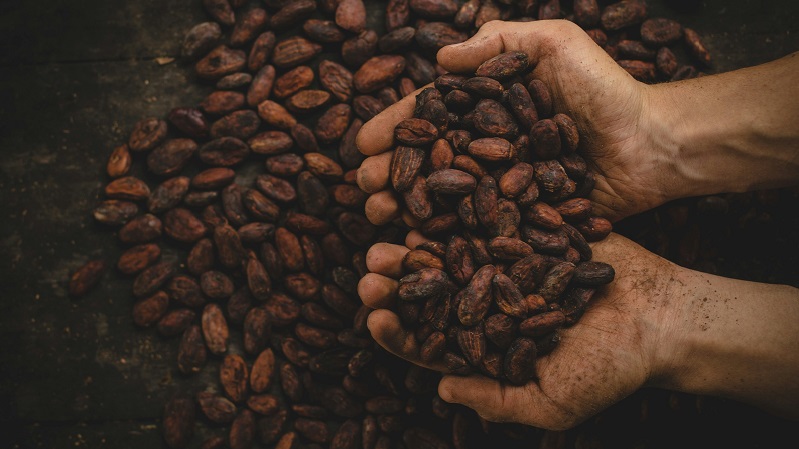 Kakaobohnen pablo merchan montes SCbq6uKCyMY unsplash 1